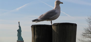 wildlife at the park